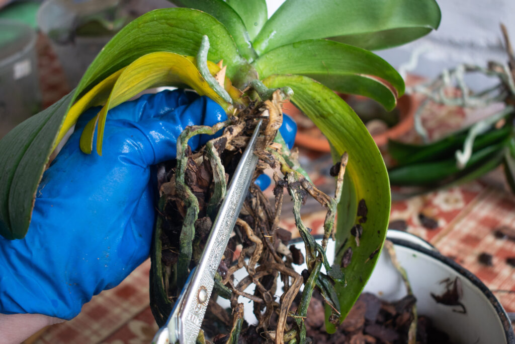 A woman's hand in a blue glove holds an Orchid, scissors cut off the roots of orchids