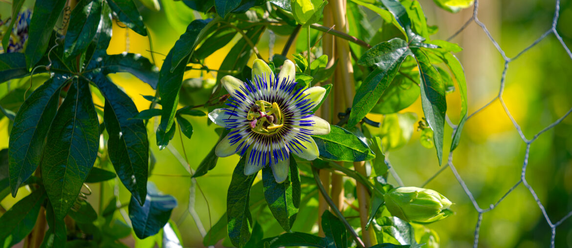 Close-up of passion fruit flower at Schwamendingen Square at City of Zürich on a sunny spring day. Photo taken June 1st, 2023, Zurich, Switzerland.