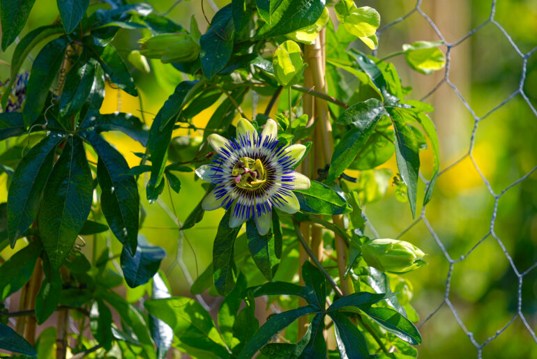 Close-up of passion fruit flower at Schwamendingen Square at City of Zürich on a sunny spring day. Photo taken June 1st, 2023, Zurich, Switzerland.