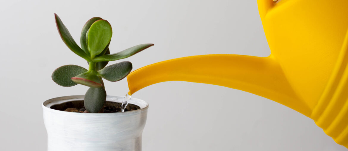 Crassula is watered by yellow watering can on the white background