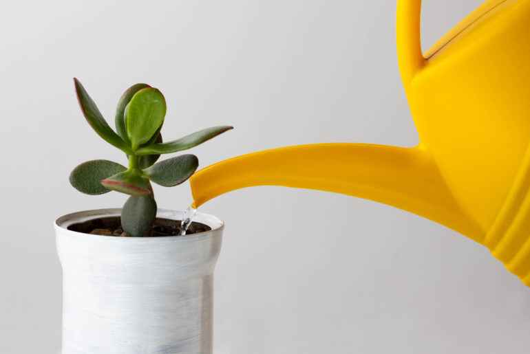 Crassula is watered by yellow watering can on the white background