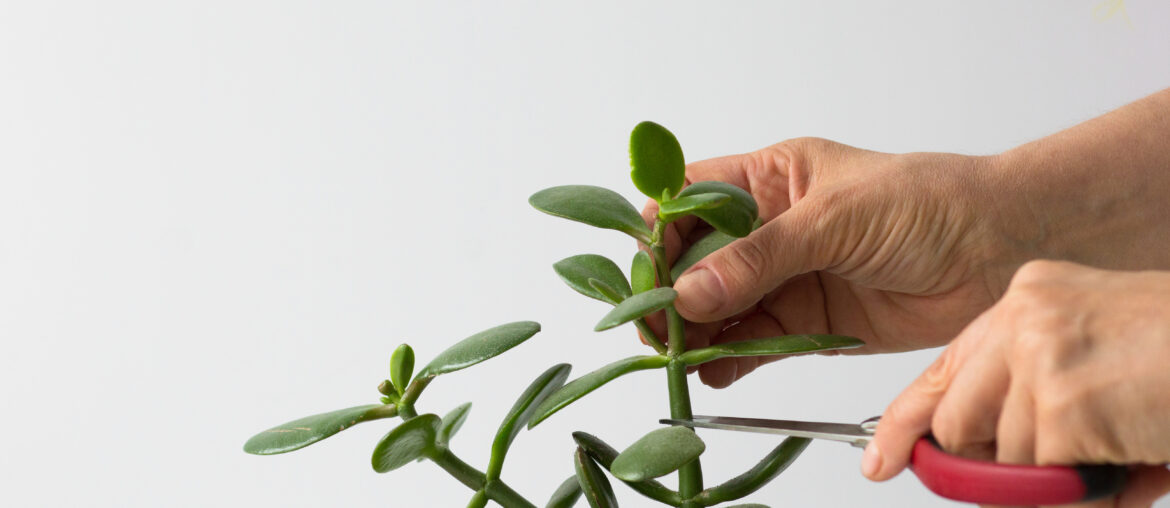 Woman hands pruning branches of crassula ovata for cutting on the white background