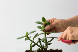 Woman hands pruning branches of crassula ovata for cutting on the white background