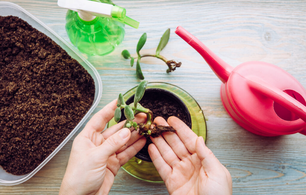 Person growing and planting Crassula ovata, jade plant, lucky plant, money plant or money tree from piece. Houseplant propagation hobby concept. Watering can and spray bottle with soil container.