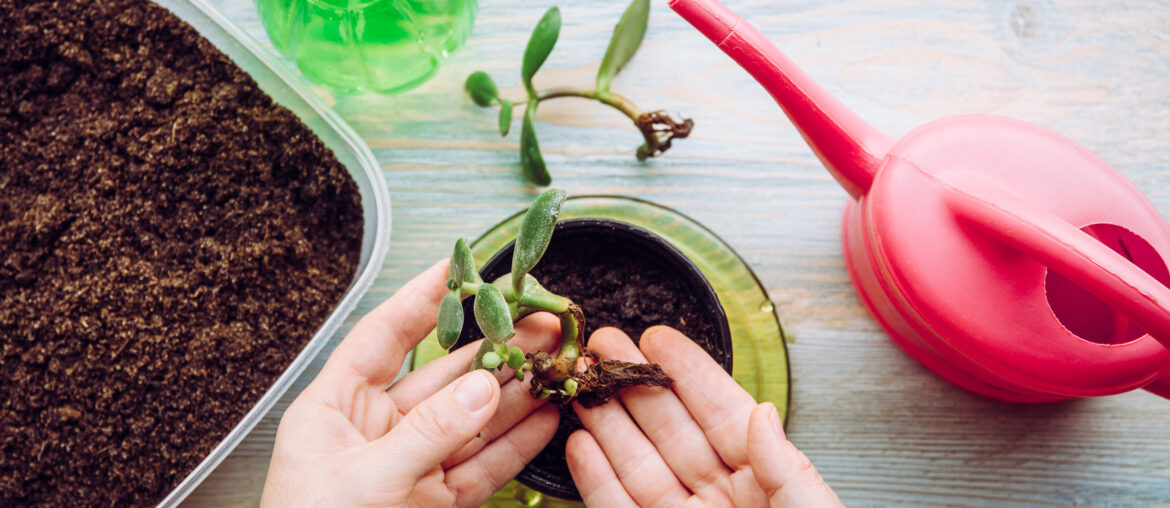 Person growing and planting Crassula ovata, jade plant, lucky plant, money plant or money tree from piece. Houseplant propagation hobby concept. Watering can and spray bottle with soil container.