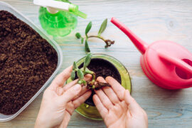 Person growing and planting Crassula ovata, jade plant, lucky plant, money plant or money tree from piece. Houseplant propagation hobby concept. Watering can and spray bottle with soil container.