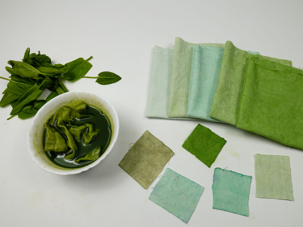 Dyeing a sample of cotton fabric in sorrel leaves broth, DIY. Bowl of    decoction of sorrel leaves, and fresh sorrel leaves are on the samples of cotton fabric in gradient green color, background.