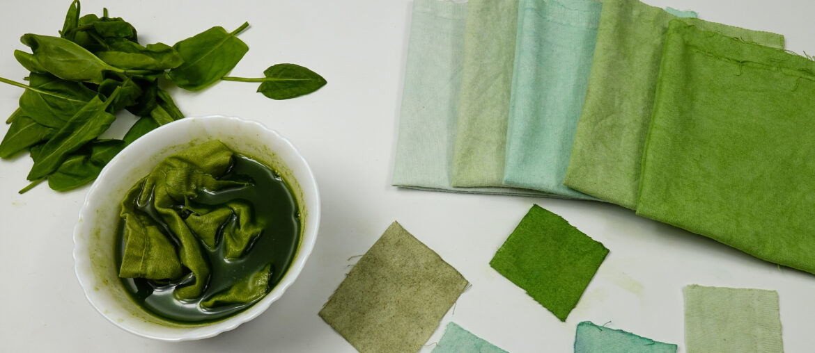 Dyeing a sample of cotton fabric in sorrel leaves broth, DIY. Bowl of    decoction of sorrel leaves, and fresh sorrel leaves are on the samples of cotton fabric in gradient green color, background.