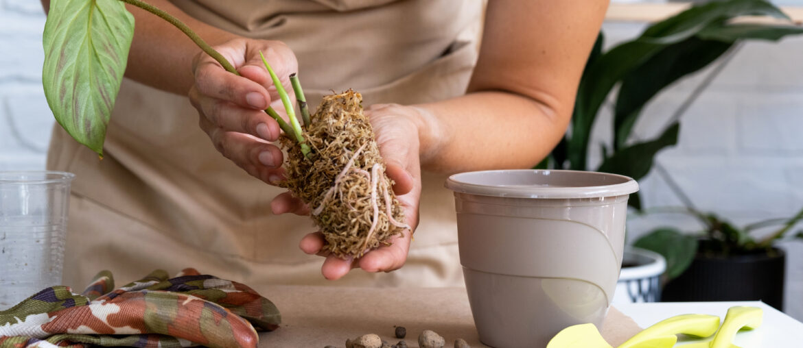 Reproduction and transplanting a home plant Philodendron verrucosum into a pot. A woman plants a stalk with roots in a new soil, rooted in a glass with moss. Caring for a potted plant, hands close-up