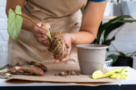 Reproduction and transplanting a home plant Philodendron verrucosum into a pot. A woman plants a stalk with roots in a new soil, rooted in a glass with moss. Caring for a potted plant, hands close-up