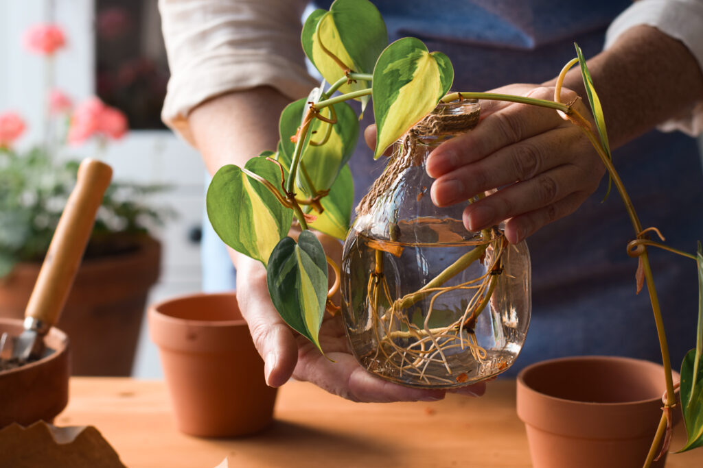 Woman holding jar with Philodendron plant cuttings with roots ready to be planted