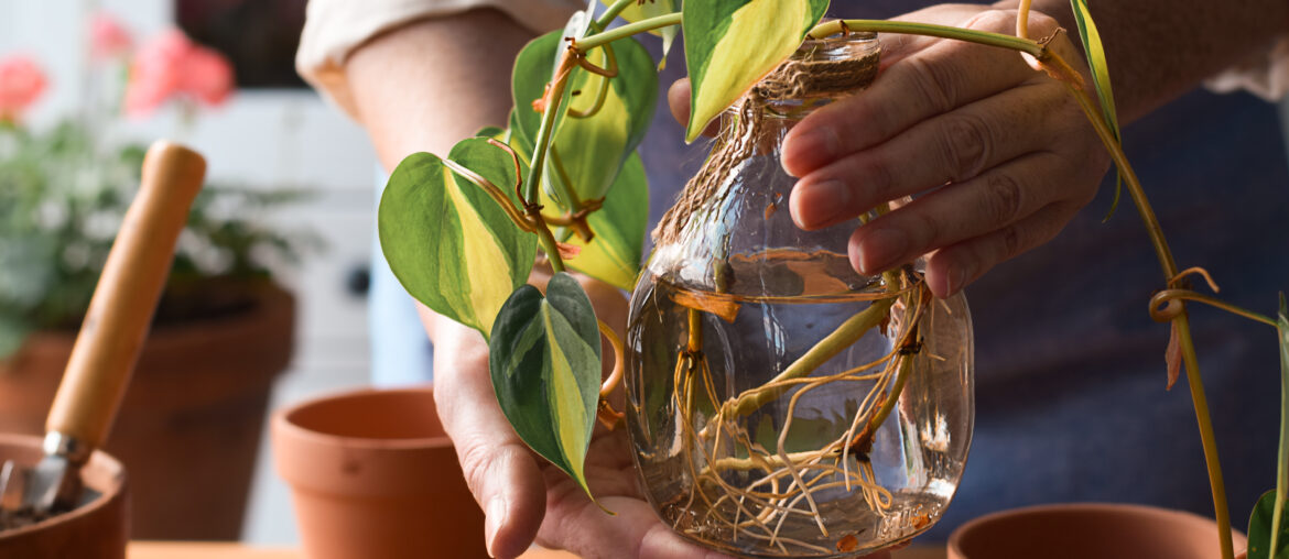 Woman holding jar with Philodendron plant cuttings with roots ready to be planted