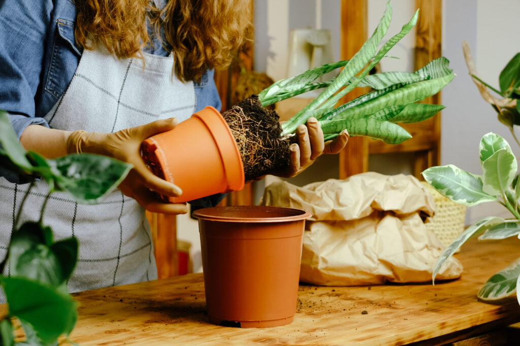 Transplanting snake plant or Sansevieria houseplant. Home gardening, greenery concept.