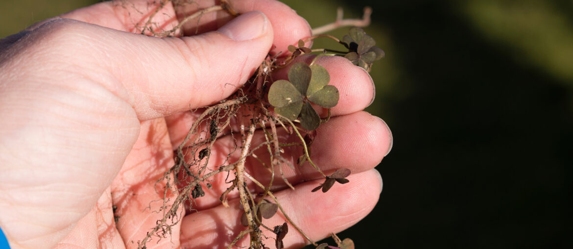 hand holding lawn weed or wood sorrel- Oxalis