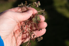 hand holding lawn weed or wood sorrel- Oxalis