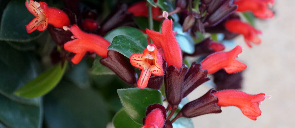 Red flower of climbing Basketvine Mona Lisa plants, with scientific name Aeschynanthus