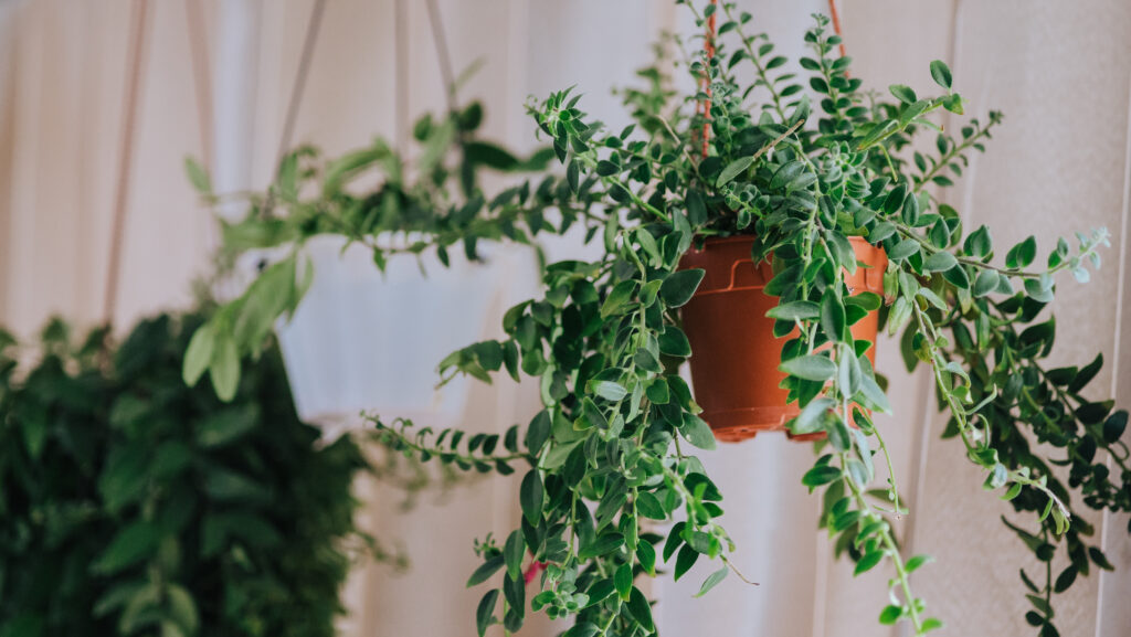 Aeschynanthus also known as Lipstick Plant. Aeschynanthus is a genus of about 150 species of evergreen subtropical plants in the family Gesneriaceae. Popular house plants for minimalism interior.