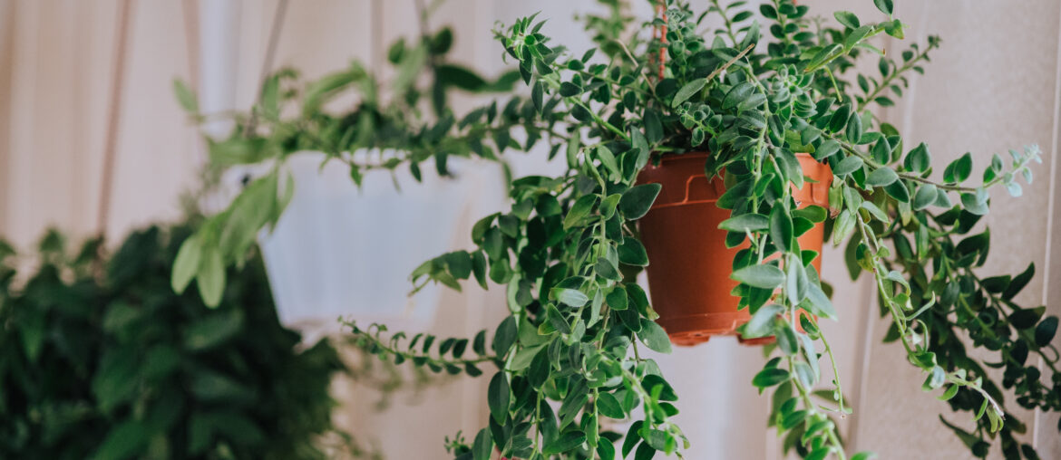 Aeschynanthus also known as Lipstick Plant. Aeschynanthus is a genus of about 150 species of evergreen subtropical plants in the family Gesneriaceae. Popular house plants for minimalism interior.