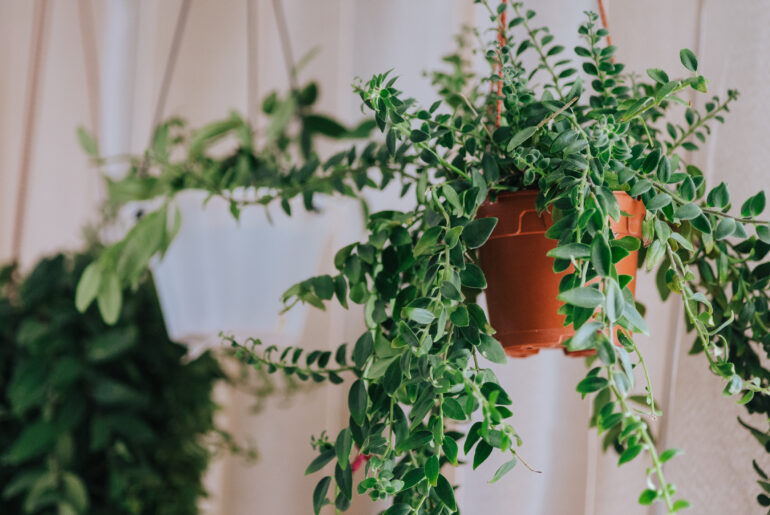 Aeschynanthus also known as Lipstick Plant. Aeschynanthus is a genus of about 150 species of evergreen subtropical plants in the family Gesneriaceae. Popular house plants for minimalism interior.