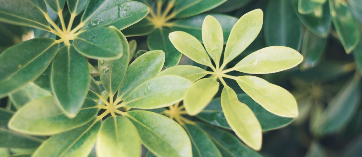 Schefflera Octophylla Lour also has the effect of air conditioning, removing harmful gases, reducing the amount of dust in the air,