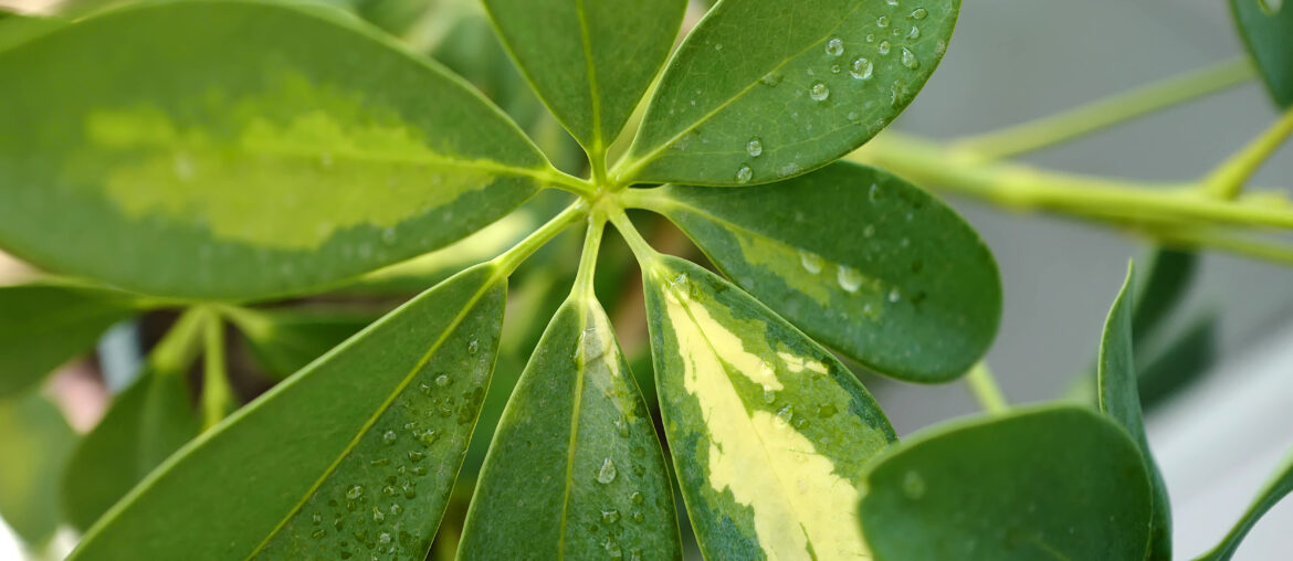 Schefflera arboricola green foliage plant