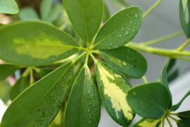 Schefflera arboricola green foliage plant