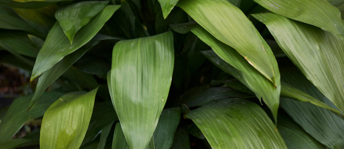 Aspidistra elatior