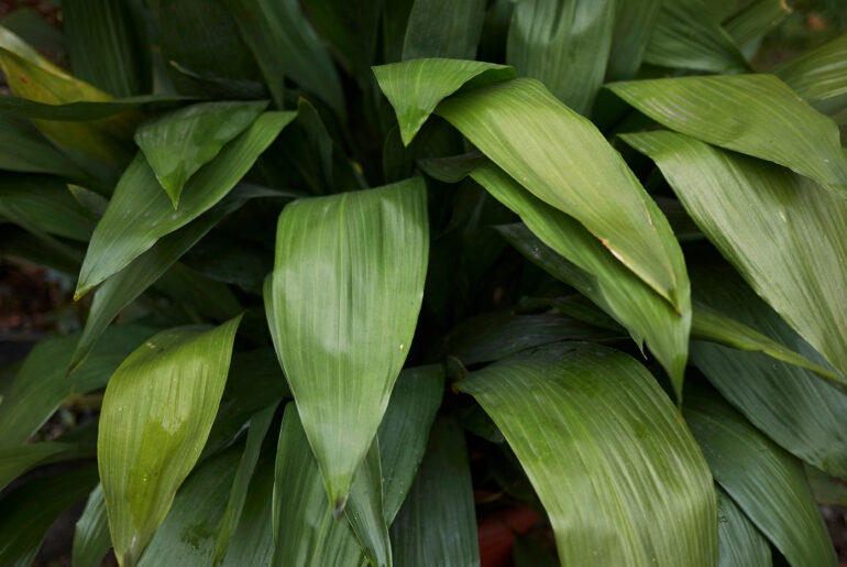 Aspidistra elatior