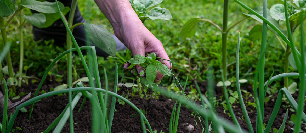 Close-up of a hand pulling weeds among green onion plants in a garden bed