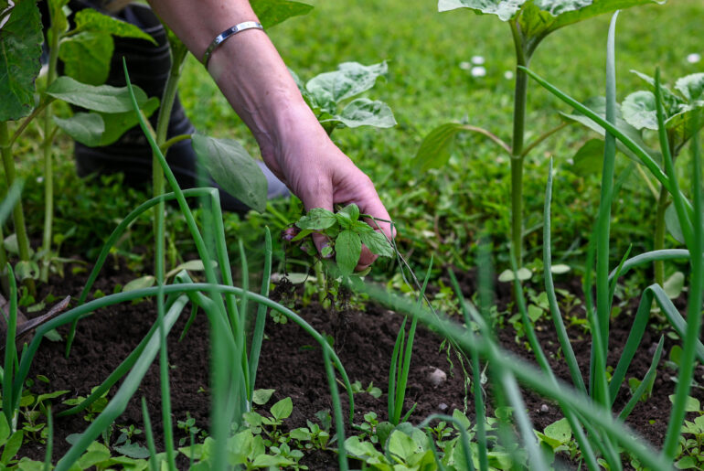 Close-up of a hand pulling weeds among green onion plants in a garden bed