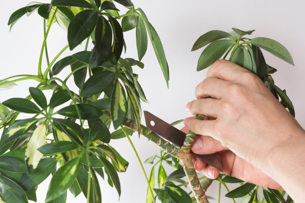 Woman hand cutting branch from stem of Schefflera arboricola or dwarf umbrella tree named to prune on the white background