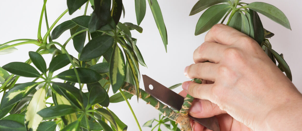 Woman hand cutting branch from stem of Schefflera arboricola or dwarf umbrella tree named to prune on the white background