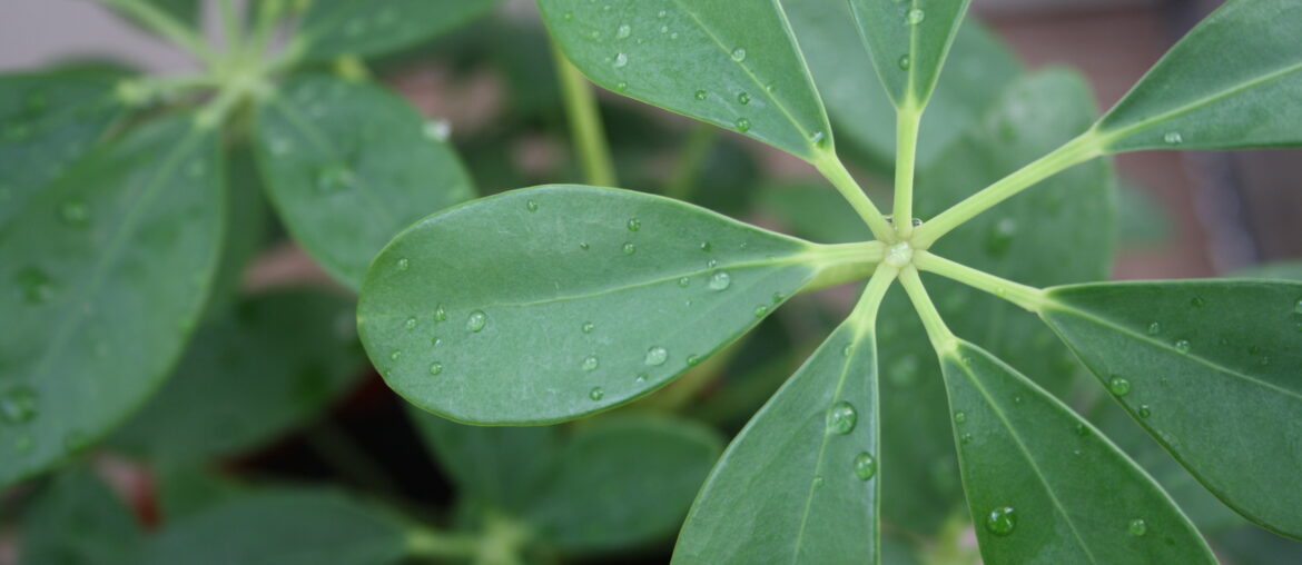 reen leaves of indoor plants