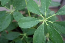 reen leaves of indoor plants