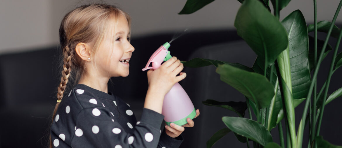 Cute caucasian little girl spraying Strelitzia houseplant from bottle, moisturising leaves during heating season at home. Greenery in modern apartment. Love and take care of plants, hobby time. Indoor