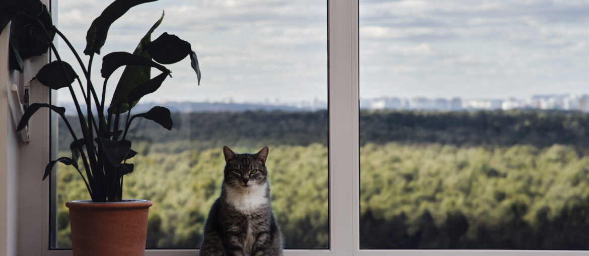 Adult gray cat near the window, pet on a white window sill indoor home