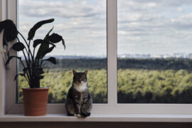 Adult gray cat near the window, pet on a white window sill indoor home