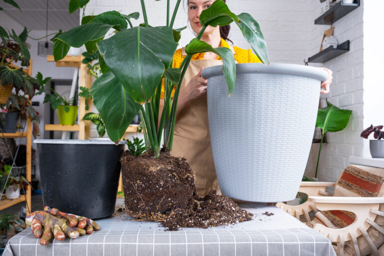 Repotting home plant strelitzia nicolai into new pot big basket in home interior. Woman in an apron surprised by the large size, Caring for a potted plant, strelitzia reginae