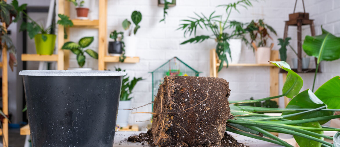 Repotting big home plant strelitzia nicolai into new pot in home interior. Caring for a potted plant, large size, strelitzia reginae