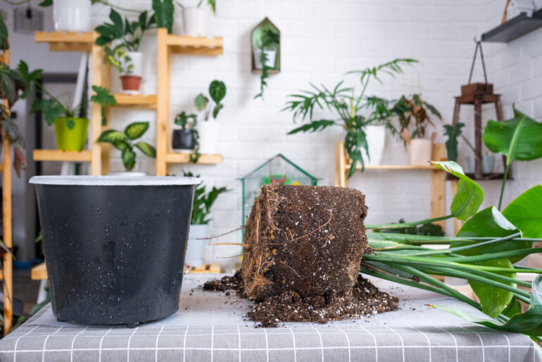 Repotting big home plant strelitzia nicolai into new pot in home interior. Caring for a potted plant, large size, strelitzia reginae