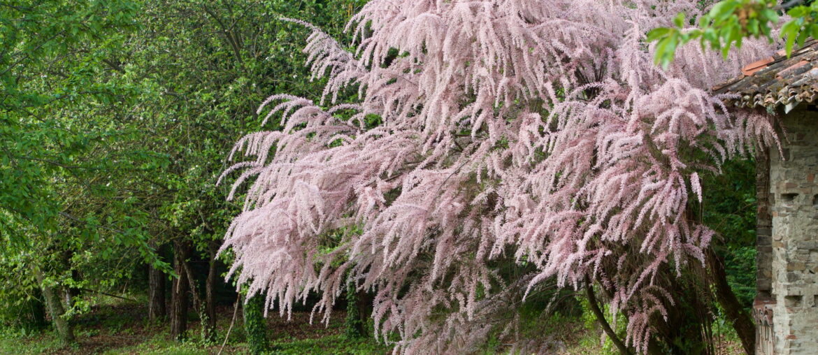 Beautiful tamarisk in bloom