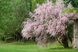 Beautiful tamarisk in bloom