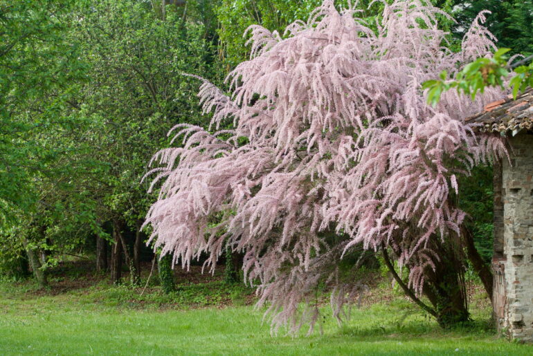 Beautiful tamarisk in bloom