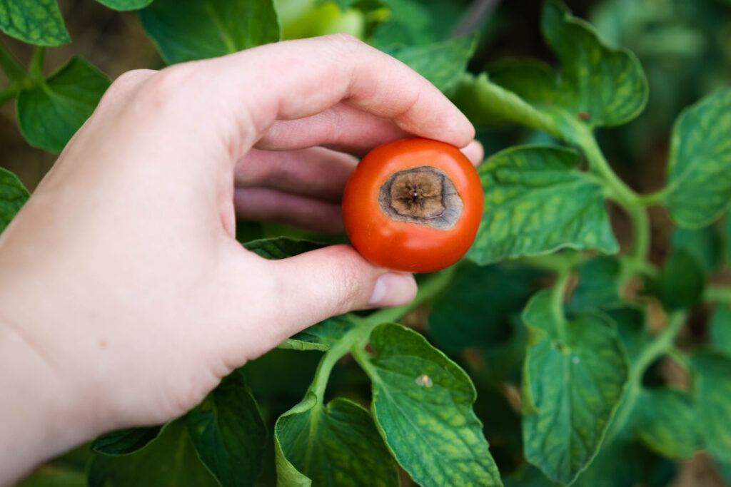 Vertex rot is a disease of tomatoes, problems in gardening, red ripe rotten tomatoes in hands, vegetables with phytophthora, crop loss