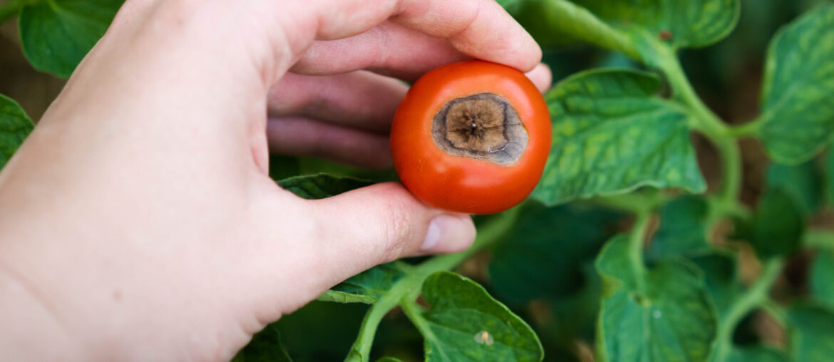 Vertex rot is a disease of tomatoes, problems in gardening, red ripe rotten tomatoes in hands, vegetables with phytophthora, crop loss