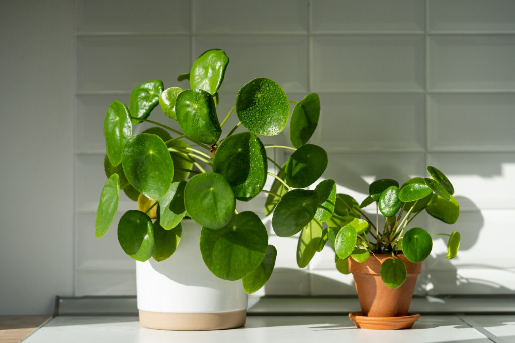 Aesthetic Pilea peperomioides houseplant in flower pots on table at home. Chinese money plant with water drops on green leaves. Indoor gardening, hobby concept.