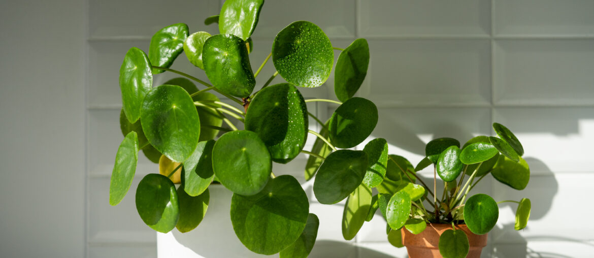 Aesthetic Pilea peperomioides houseplant in flower pots on table at home. Chinese money plant with water drops on green leaves. Indoor gardening, hobby concept.