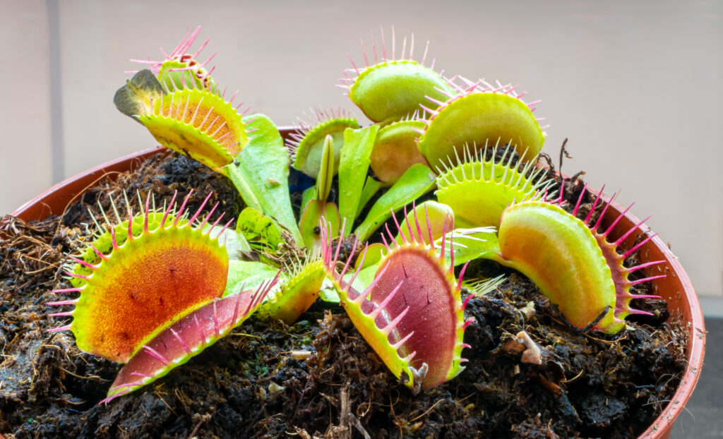 Detailed image of Venus flytrap (Dionaea muscipula)