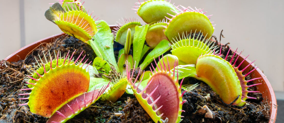 Detailed image of Venus flytrap (Dionaea muscipula)