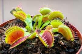 Detailed image of Venus flytrap (Dionaea muscipula)